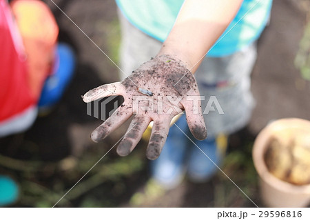 いもむし見つけたよ いもむし見つけたよ 29596816