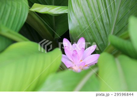 アキウコンの花 29596844