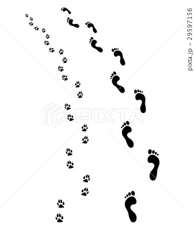 feet and dog paws 29597156