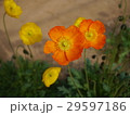 ポピー 29597186