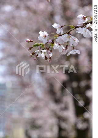 桜並木 桜並木 29597218