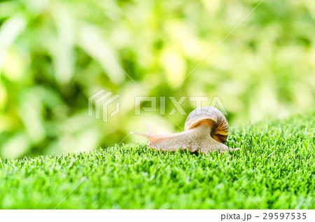Snail crawling. 29597535