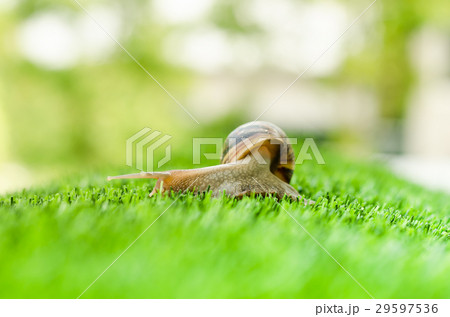 Snail crawling. 29597536