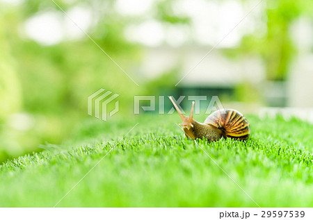 Snail crawling. Snail crawling. 29597539