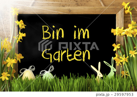 Narcissus, Egg, Bin Im Garten Means In The Garden 29597953