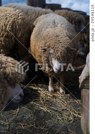 散歩する羊 散歩する羊 29598116