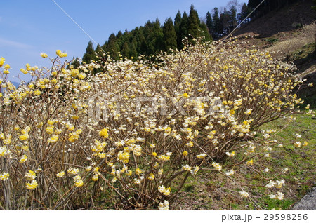 三椏の花畑 29598256