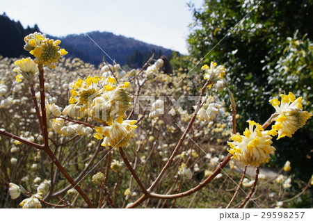 三椏の花 29598257