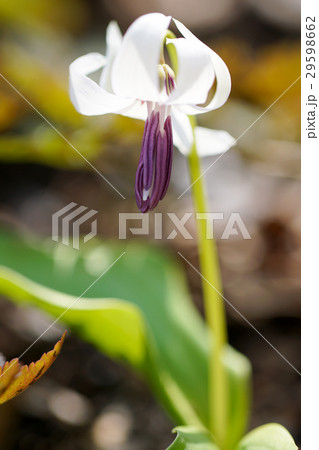 妖精カタクリの花 白色 アルビノの写真素材