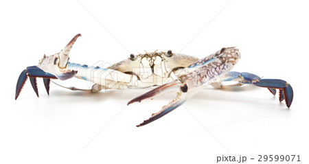 blue crab isolated on white 29599071