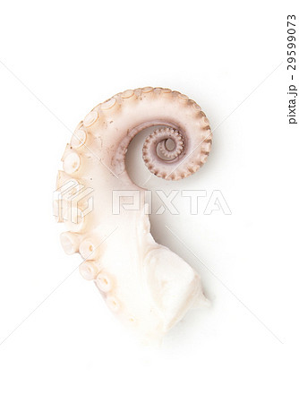 tentacles of octopus isolated on white 29599073