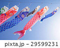 こいのぼり　こどもの日　端午の節句　祝日　 29599231