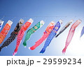 こいのぼり　こどもの日　端午の節句　祝日　 29599234