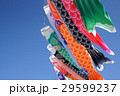 こいのぼり　こどもの日　端午の節句　祝日　 29599237