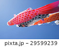 こいのぼり　こどもの日　端午の節句　祝日　 29599239
