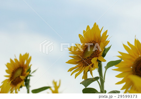 ひまわり 29599373