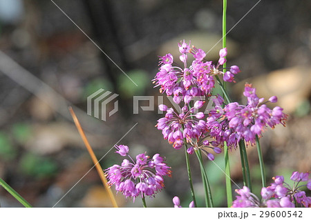 ヤマラッキョウ 29600542