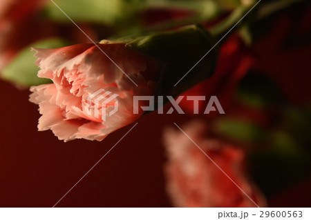 花 フラワー お花 29600563