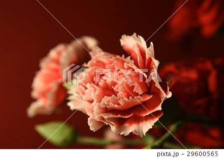 花 フラワー お花 29600565