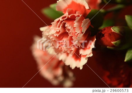 花 フラワー お花 29600573