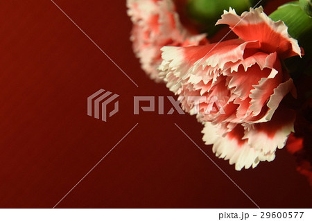 花 フラワー お花 29600577