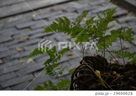 酒 お酒 アルコール 29600628
