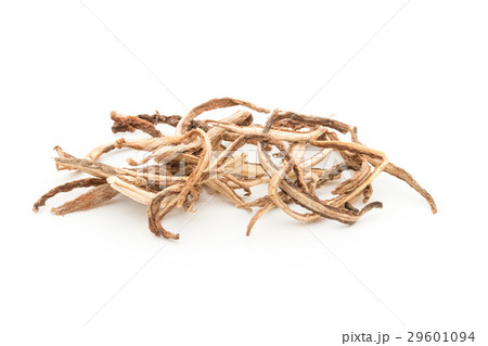 フィンガールート(クラチャイ): Fingerroot (Krachai) フィンガールート(クラチャイ): Fingerroot (Krachai) 29601094