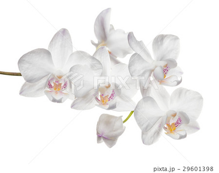 blooming twig of  white orchid, phalaenopsis  29601398