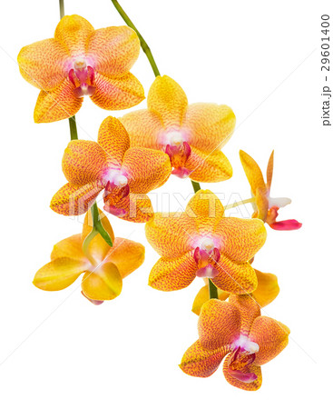 blooming twig of unusual spotted orange orchid 29601400
