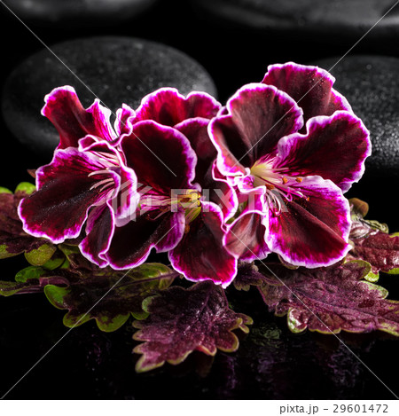 spa composition nettle leaf with velvet geranium spa composition nettle leaf with velvet geranium 29601472