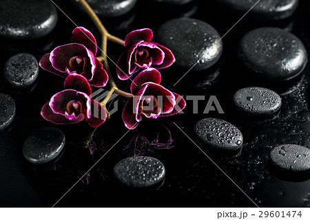 beautiful spa concept of dark cherry orchid flower 29601474