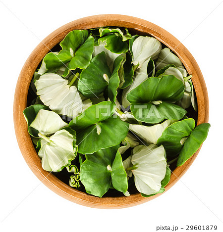 European beech seedlings in wooden bowl over white European beech seedlings in wooden bowl over white 29601879