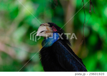 Rhyticeros undulatus female. 29601920