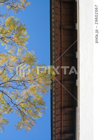Roof jacaranda tree Palma 29602067