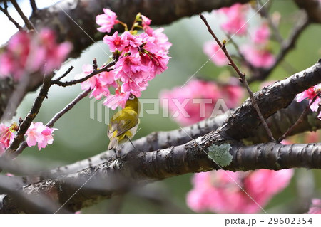 春・緋寒桜にメジロ 29602354