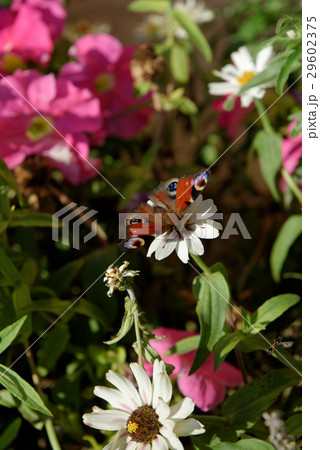 Butterfly on a flower 29602375