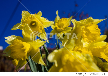 First spring narcissi First spring narcissi 29603071