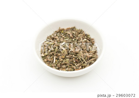 イヌハッカ(キャットニップ):Catnip イヌハッカ(キャットニップ):Catnip 29603072
