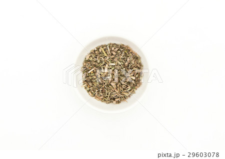 イヌハッカ(キャットニップ):Catnip イヌハッカ(キャットニップ):Catnip 29603078