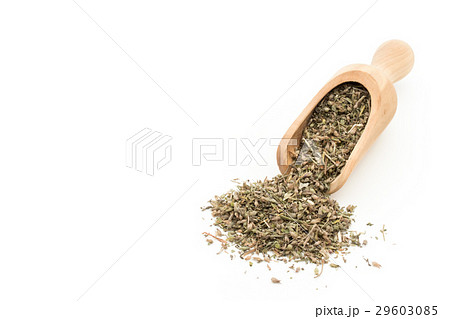 イヌハッカ(キャットニップ):Catnip イヌハッカ(キャットニップ):Catnip 29603085