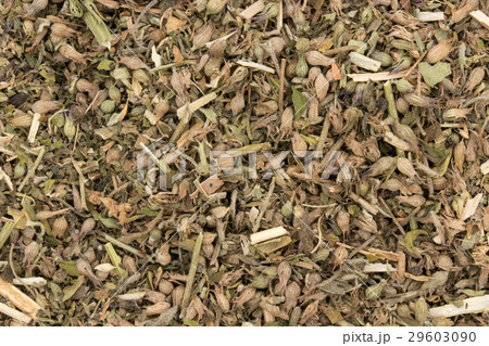 イヌハッカ(キャットニップ):Catnip イヌハッカ(キャットニップ):Catnip 29603090