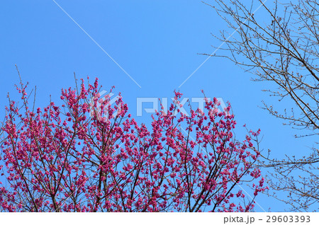 寒緋桜　蕾 29603393