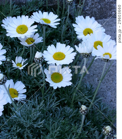 白い花 白い花 29603660