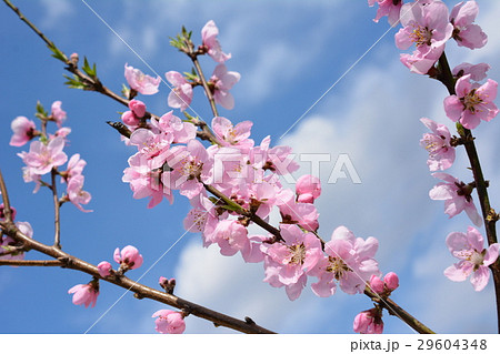 花桃、ハナモモ、桃の花、青空 29604348
