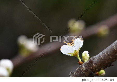 うめ 春告草 ソシンロウバイ 29605184