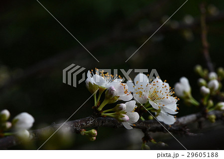 うめ 春告草 ソシンロウバイ 29605188