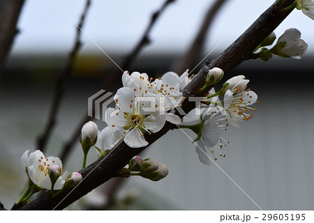 うめ 春告草 ソシンロウバイ 29605195