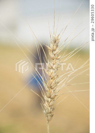 むぎの穂 ムギの穂 むぎ穂 29605330