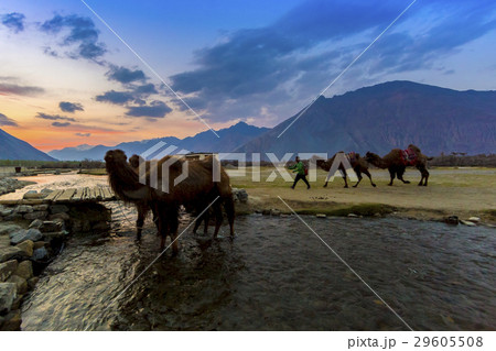 Camel in Nubra Valley, Ladakh, India 29605508