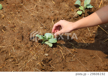 Organic Organic 29606192